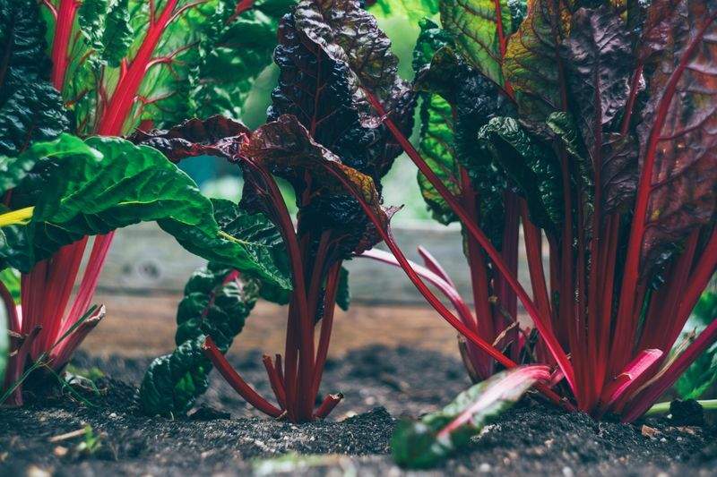 VerdeVivo Jardinería Paulista 15